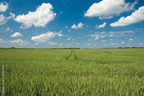 Wheat field