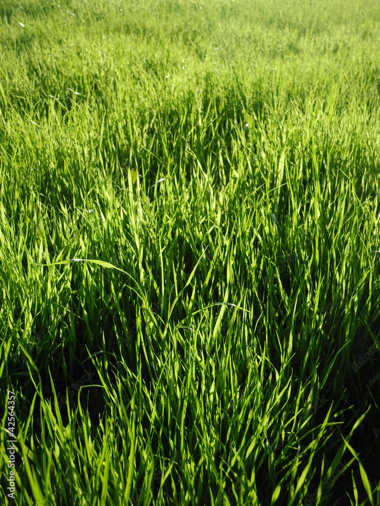 Green grass Green grass