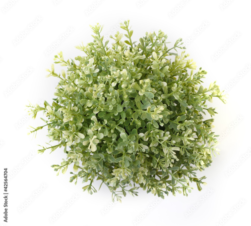 Home plant Home plant