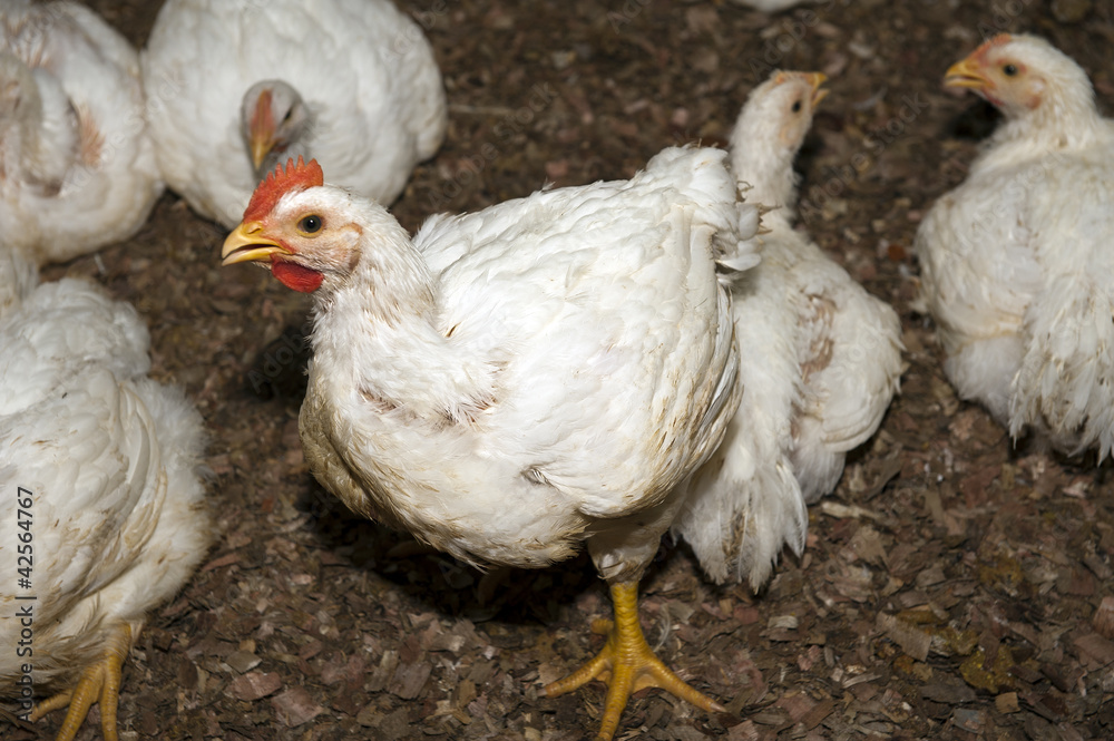 Fototapeta premium chicken farm