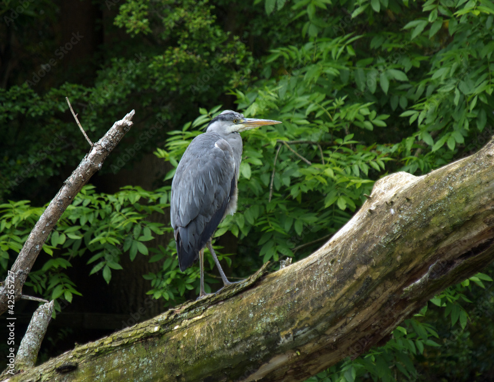 Fototapeta premium Heron