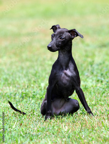 portrait of a black puppy