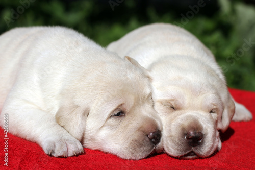 two labrador puppies