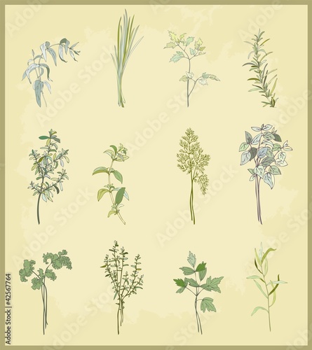 Collection of fresh herbs.
