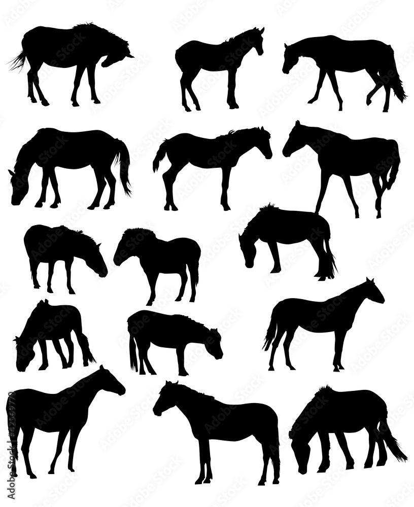 fifteen horses isolated on white