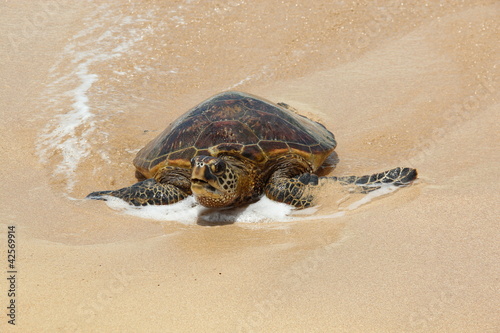 Grüne Meeresschildkröte an der Turtle Bay von Oahu (Hawaii)
