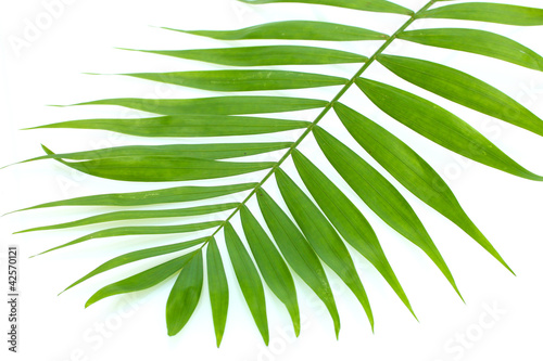 beautiful green palm leaf isolated on white photo