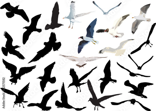 gulls collection isolated on white background