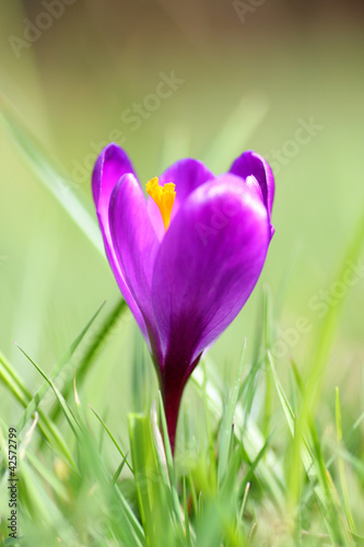 single purple crocus