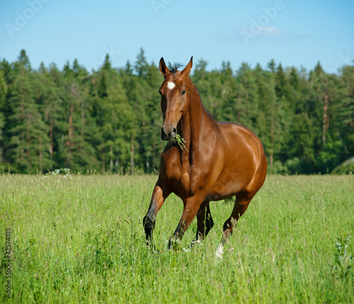 horse in field