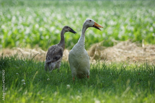 Zwei Enten 2