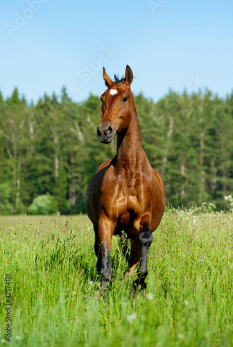 purebred horse
