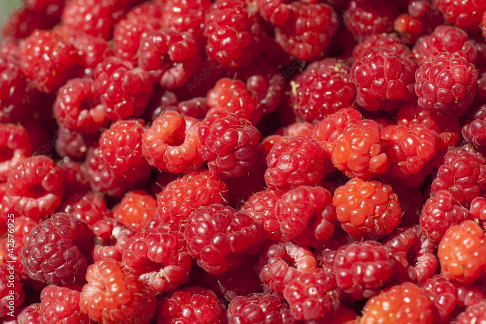 Red Raspberry fruit Red Raspberry fruit
