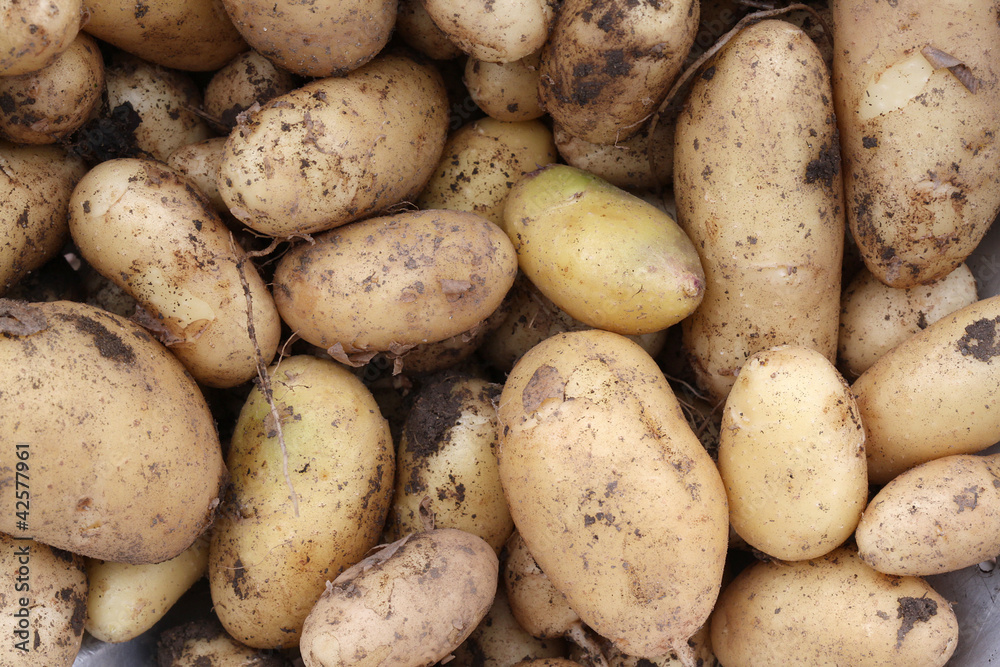 Pommes de terre Pommes de terre
