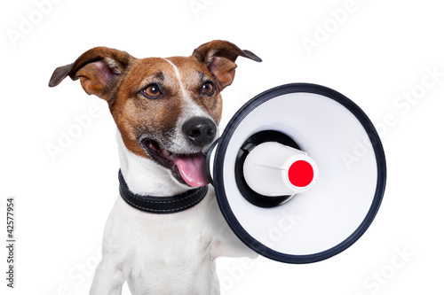 dog megaphone photo