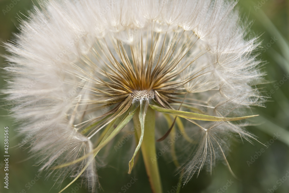 Fototapeta premium Before lifting off....