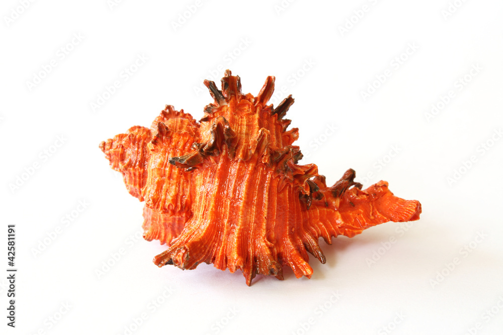 Obraz premium renkli deniz kabuğu