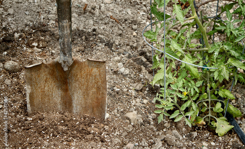 Shovel in dirt next to a tomato plant