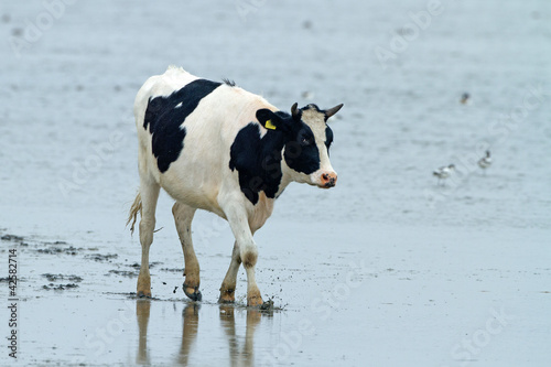 Dutch Cow walks trough water photo