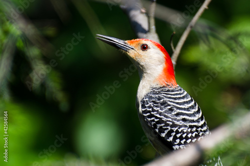 Red-Bellied Woodpecker Profile