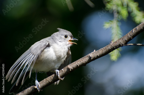 Young Tufted Titmouse Singing in a Tree