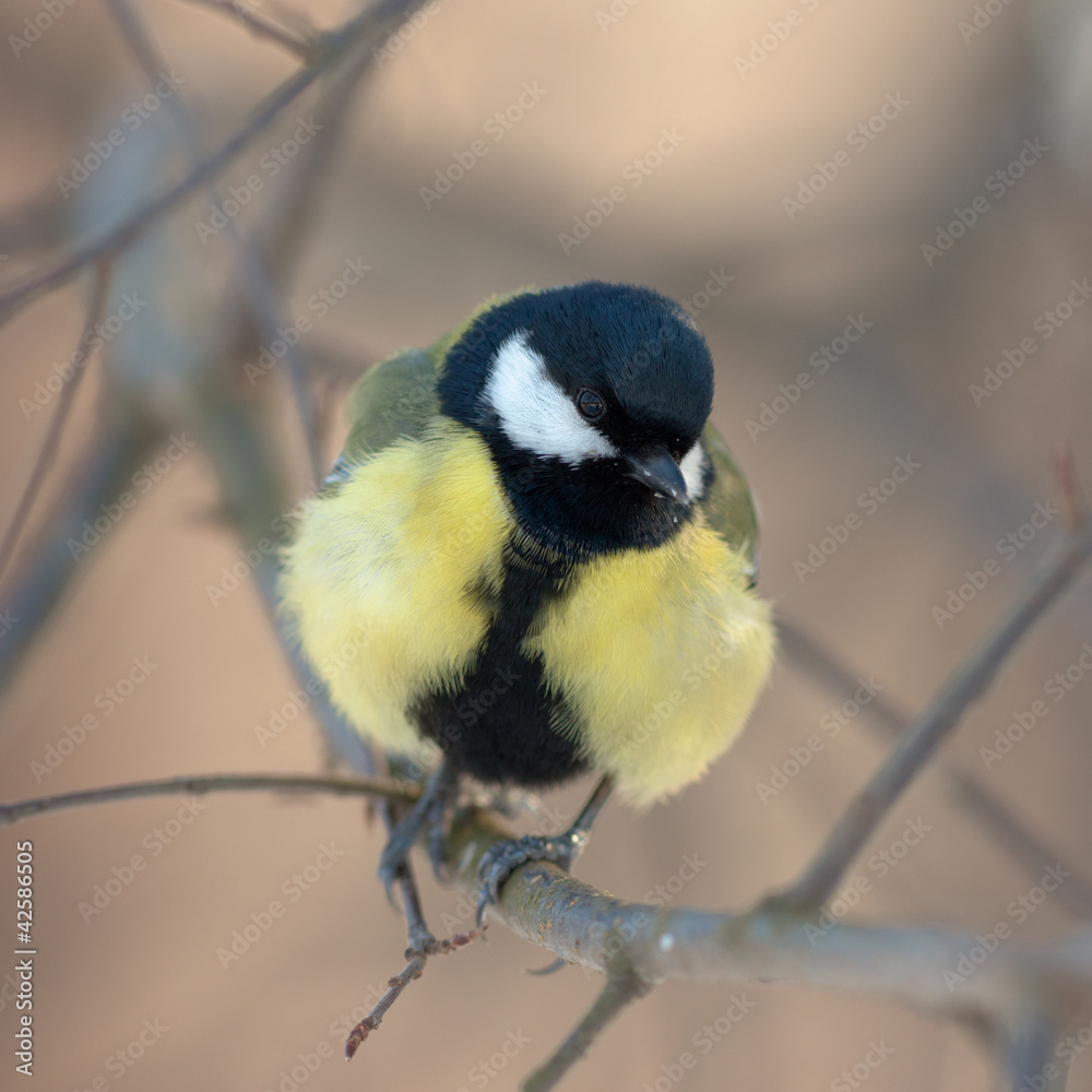 Fototapeta premium titmouse portrait on a tree branch