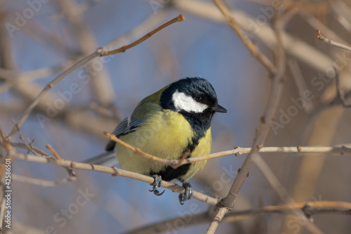 Parus major