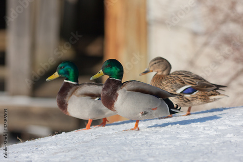 three ducks