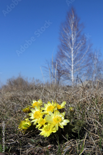 Obraz na płótnie Adonis vernalis
