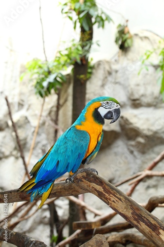 The portrait of Blue & Gold Macaw.