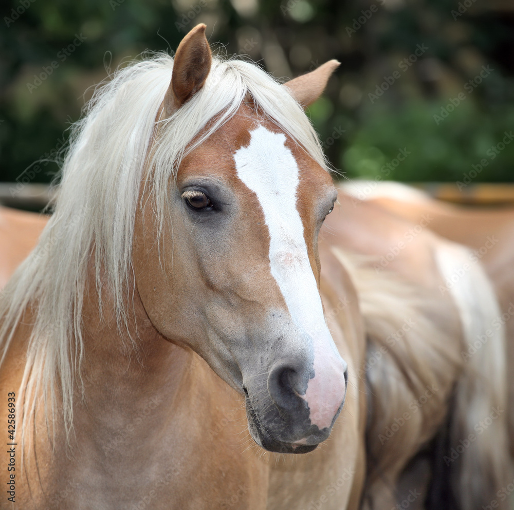 Obraz premium Horse.