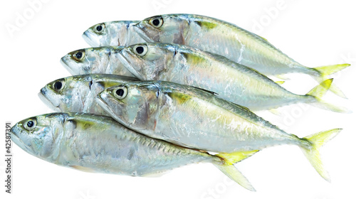 Seven fresh mackerel fish © mrfiza