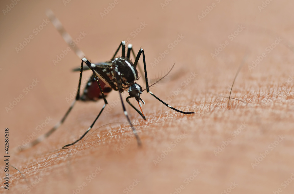 Fototapeta premium Mosquito Bite