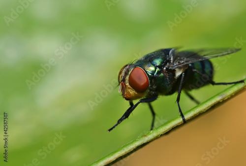 Housefly resting