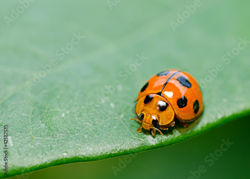 Orange lady bug