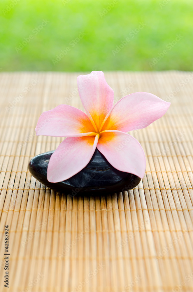 Beautiful pink frangipani flowers Beautiful pink frangipani flowers