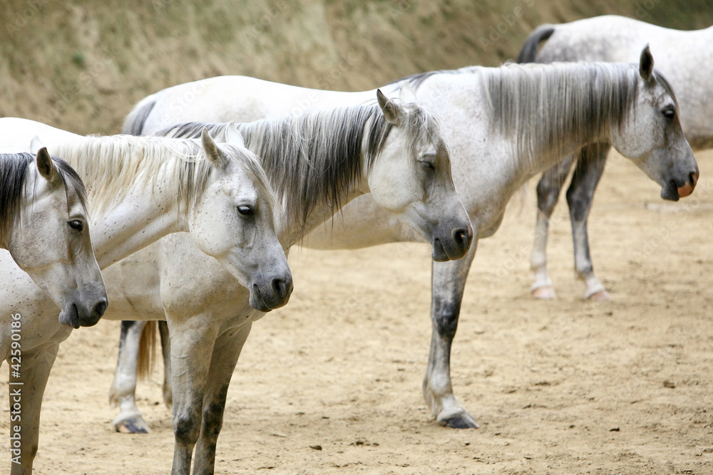 Horses standing in a line Horses standing in a line
