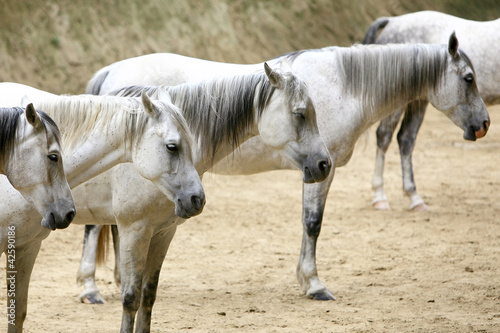 Horses standing in a line