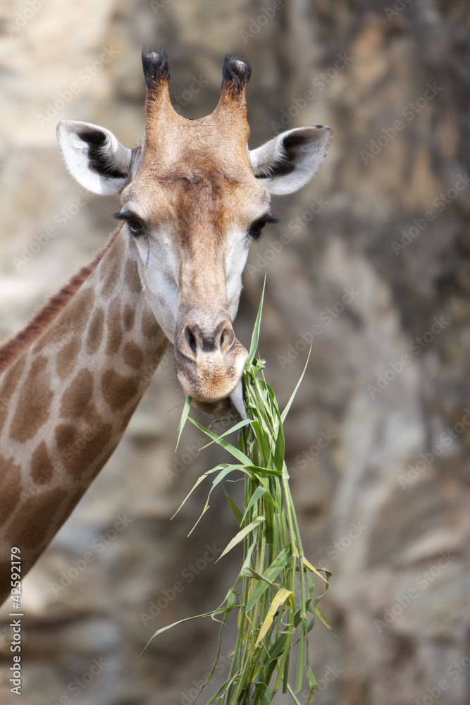 Obraz premium Close up shot of giraffe head