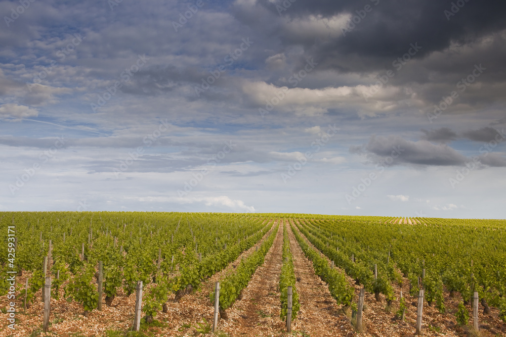 Sancerre vineyards