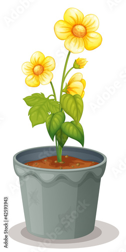 flower pot