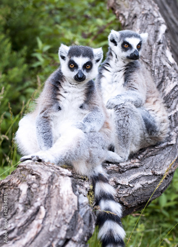 Ring-tailed lemur (Lemur catta)