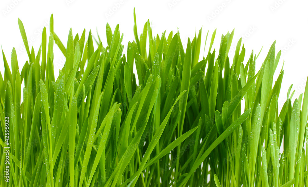 Fototapeta premium beautiful green grass isolted on white