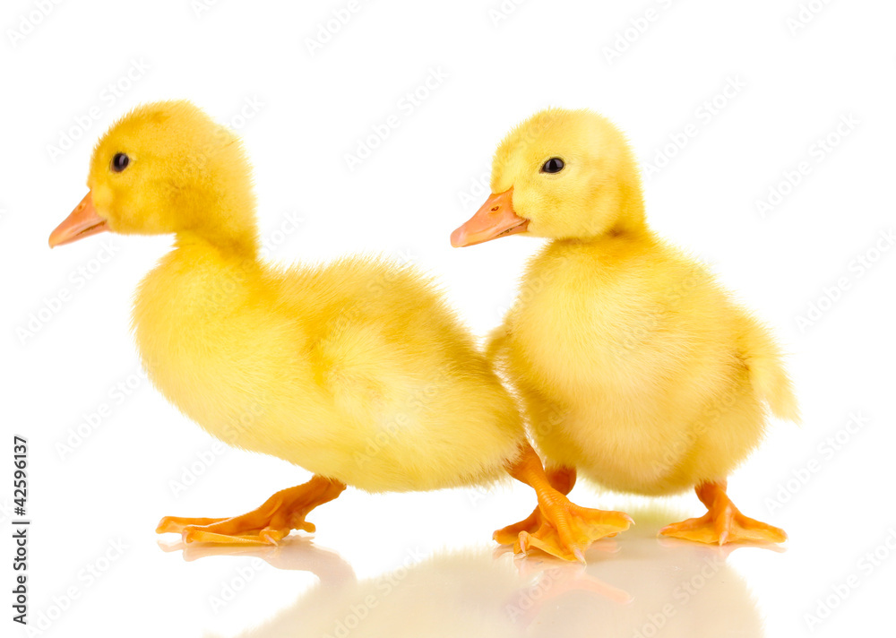 Two duckling isolated on white