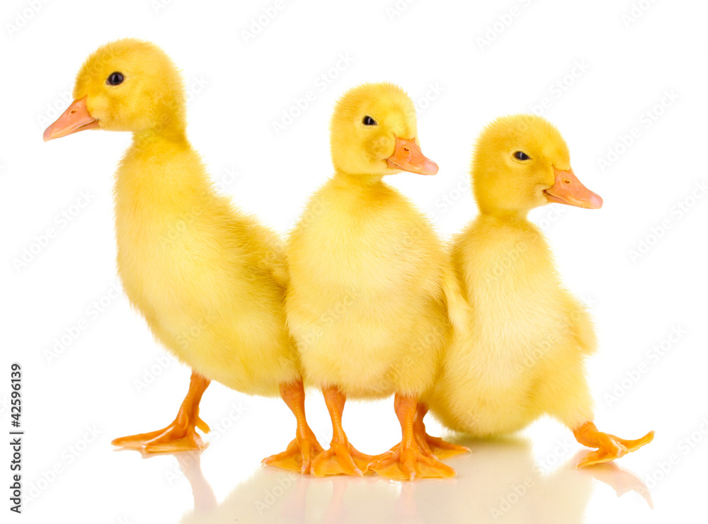 Three duckling isolated on white