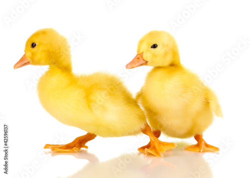 Two duckling isolated on white