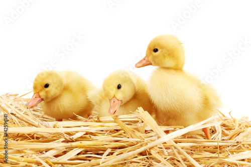 Three duckling on straw isolated on white