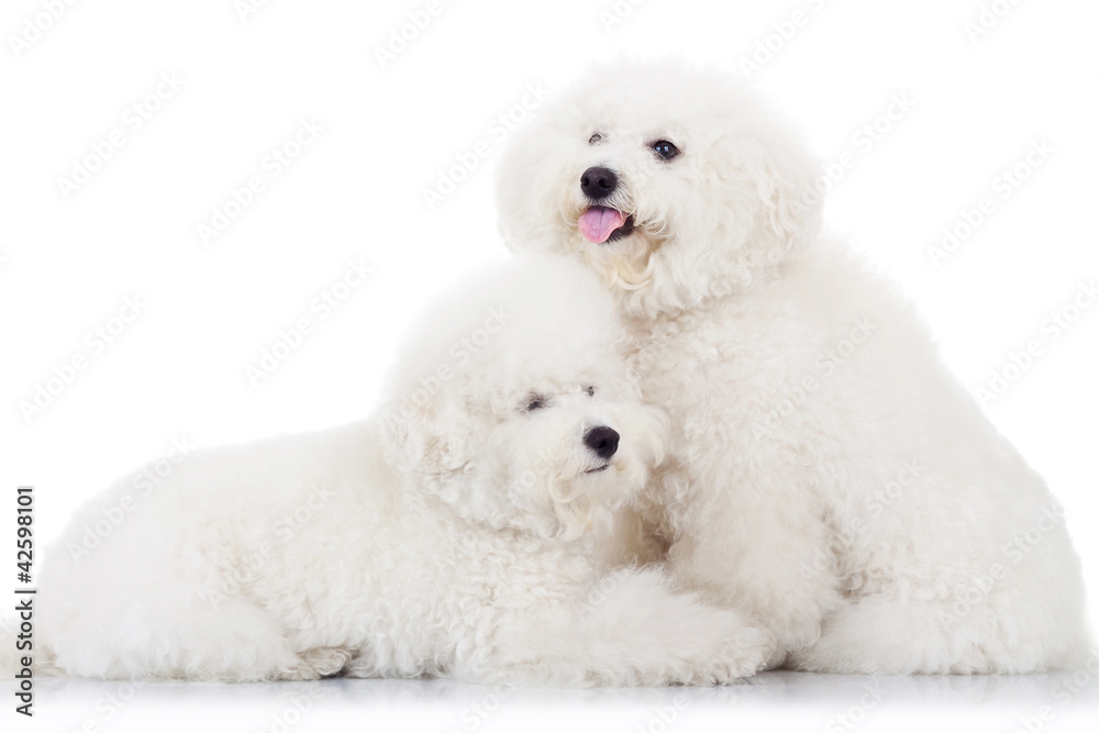 pair of adorable bichon frise puppy dogs pair of adorable bichon frise puppy dogs
