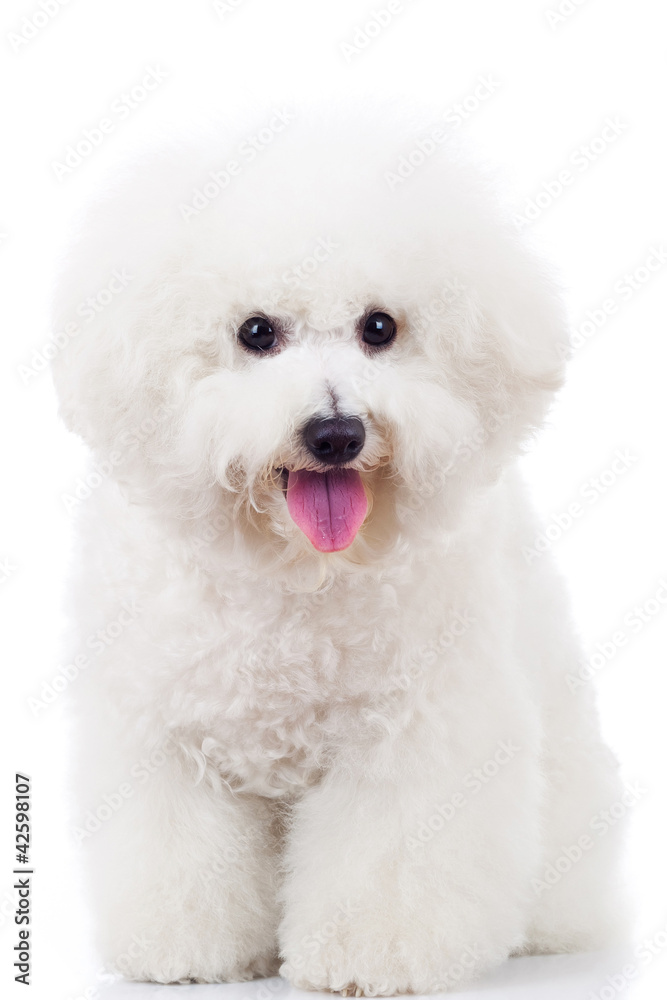 seated bichon frise puppy dog