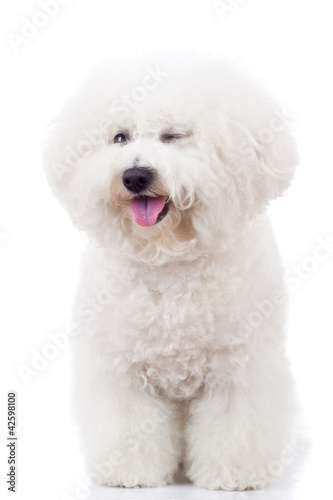 Canvas-taulu bichon frise puppy dog winking at the camera